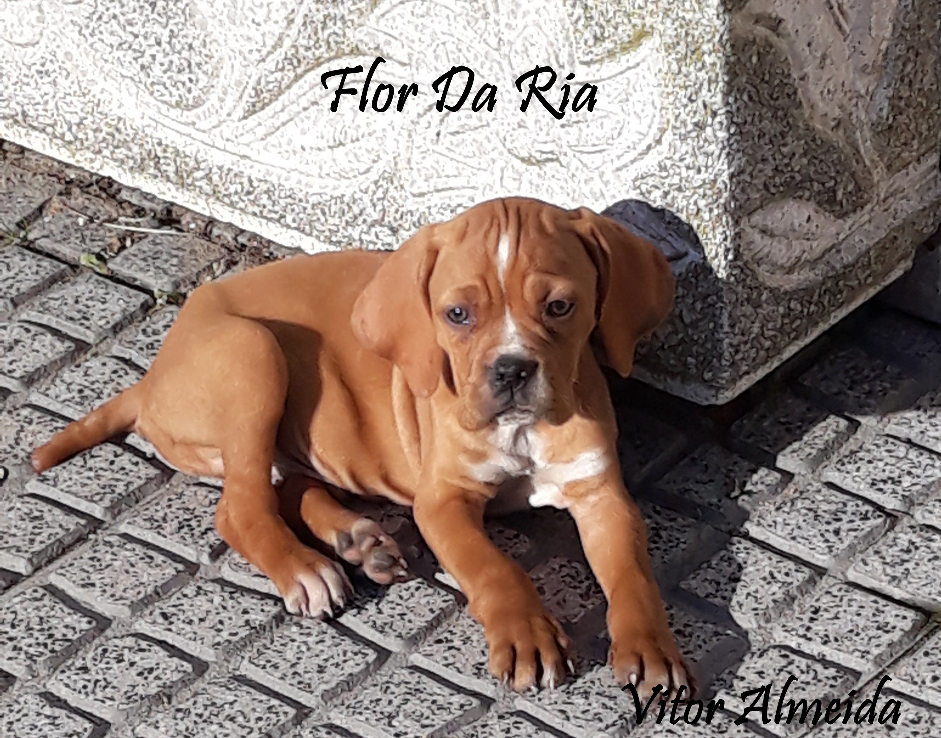 Flor da Ria