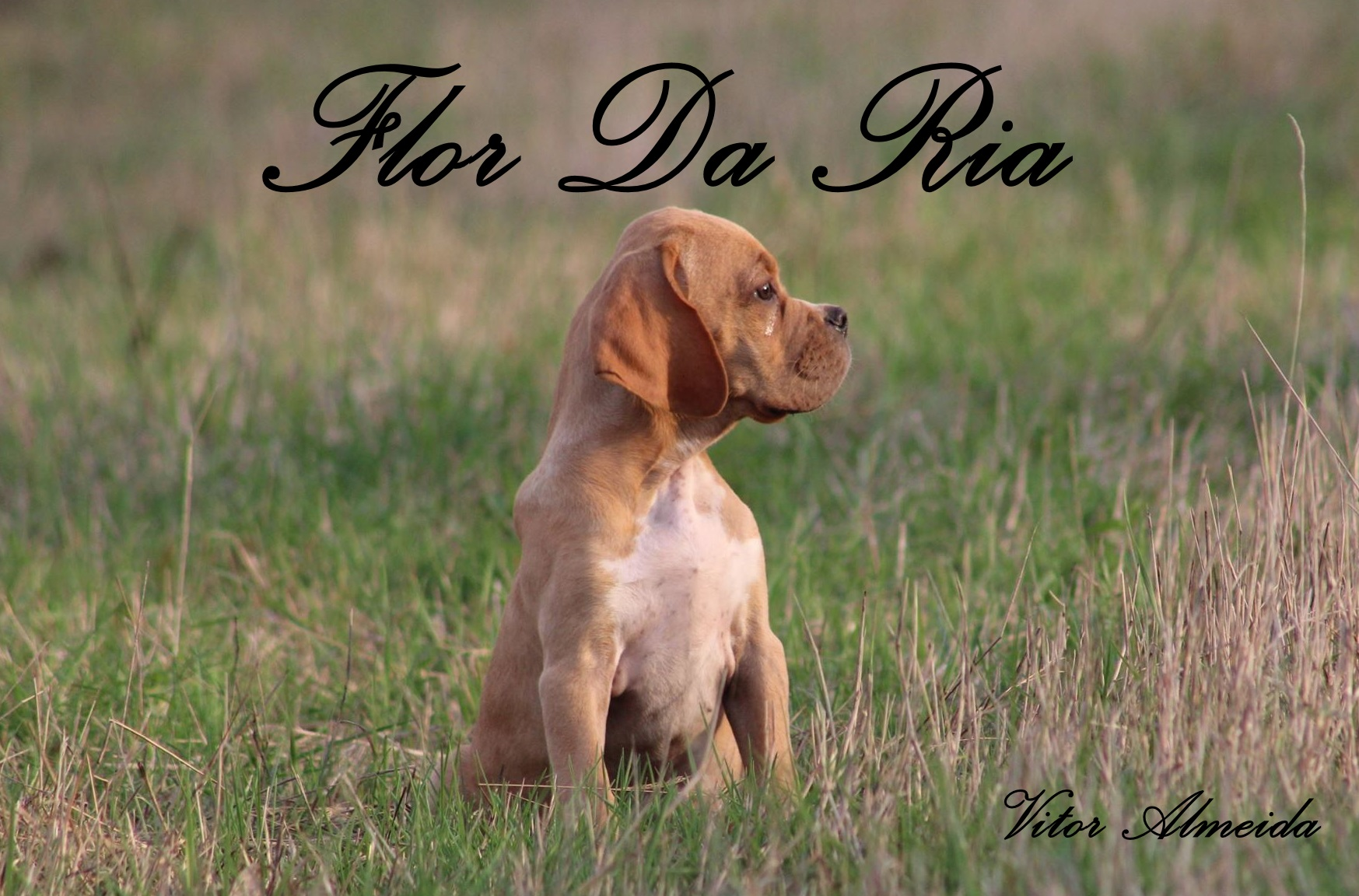 Onil da Flor da Ria